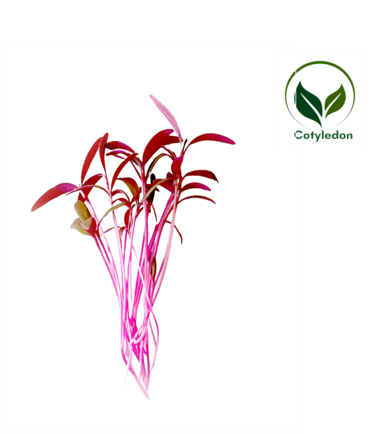 Amaranthus