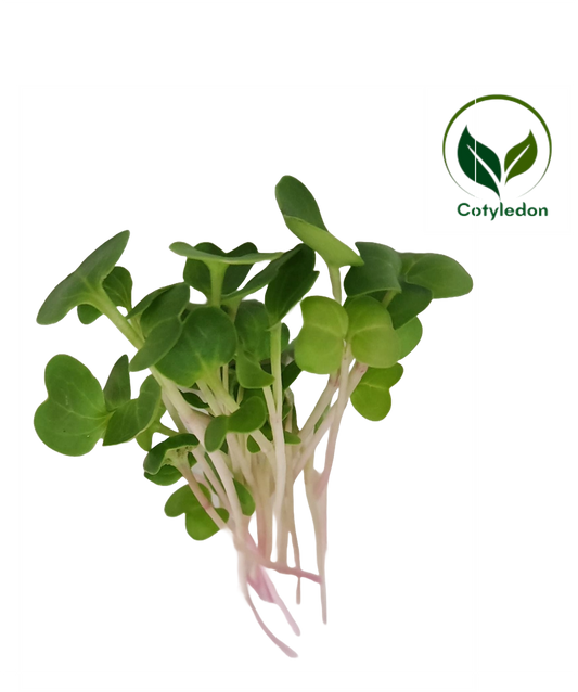Radish China Rose