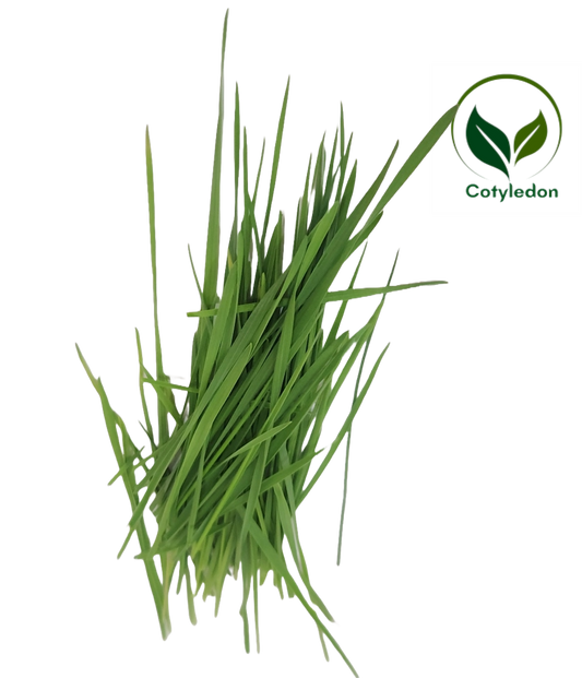 Wheatgrass