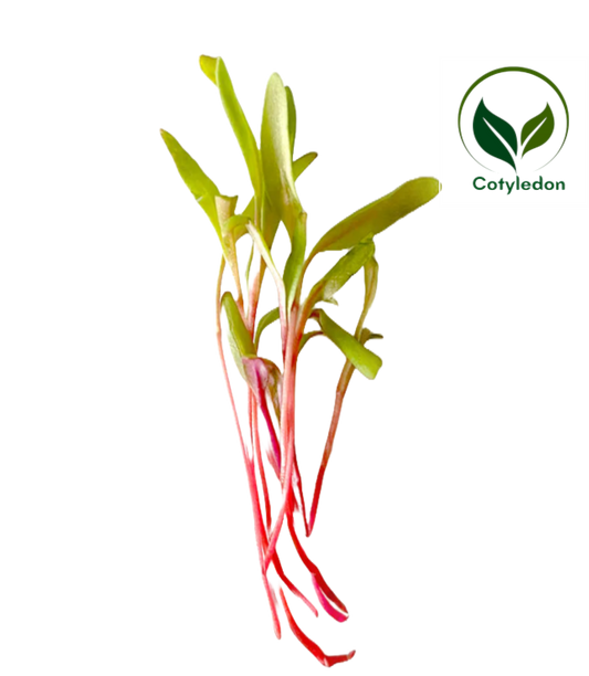 Beetroot
