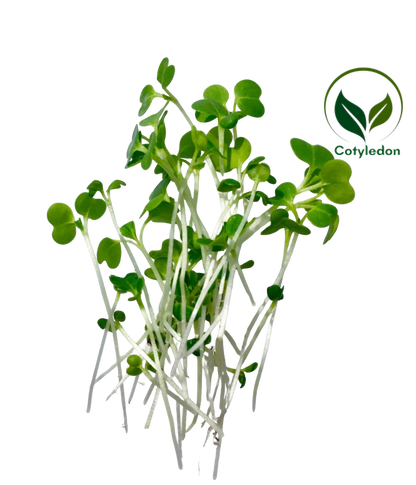 Bok Choy