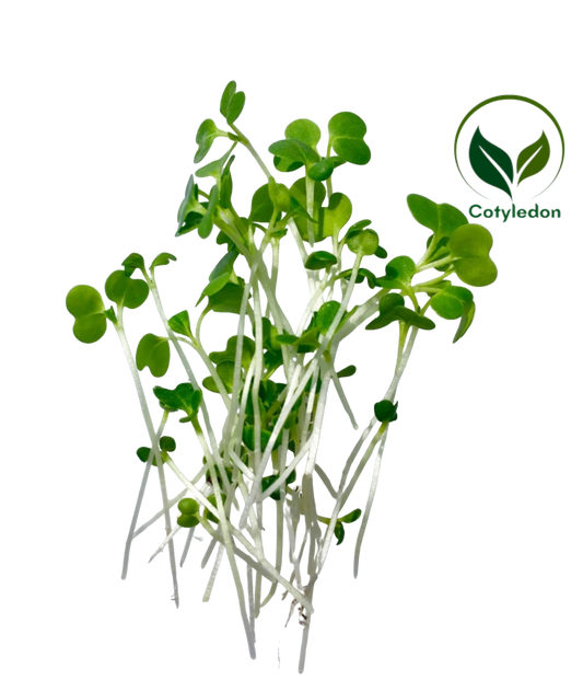 Bok Choy