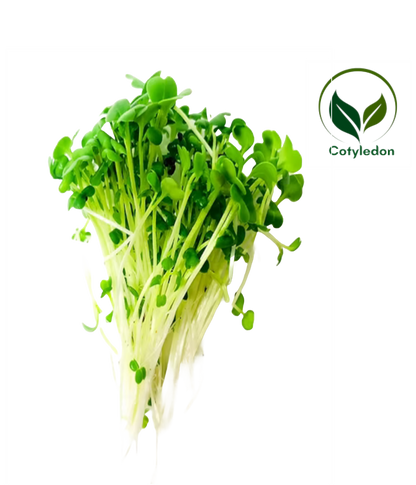 Broccoli