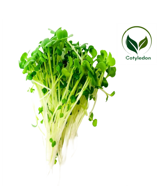 Broccoli