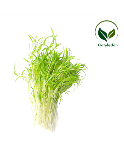 Carrot