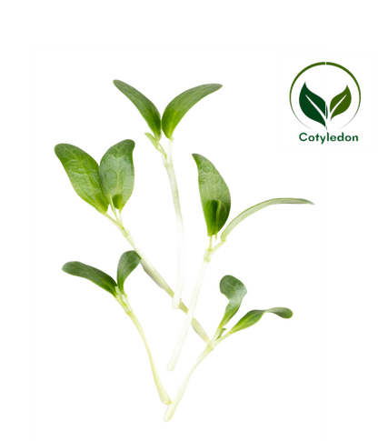 Fenugreek