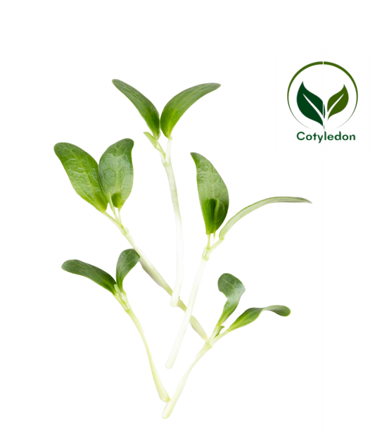 Fenugreek