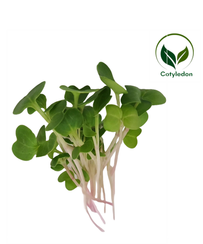 Radish China Rose