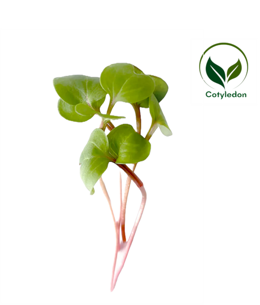 Radish