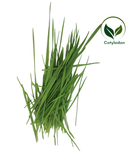 Wheatgrass